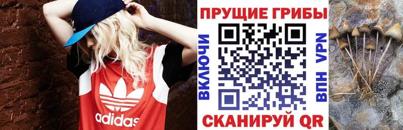 хочу   Рыльск  Галлюциногенные грибы MAGIC MUSHROOMS 